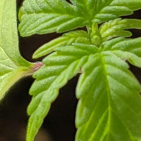 OG COOKIES - 022321 growlog timeline photo
