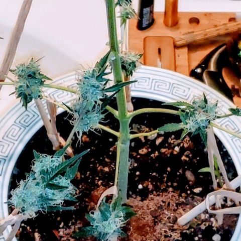 OG COOKIES - 01121 growlog photo: 20 more days to Harvest. Lower buds getting fat. 