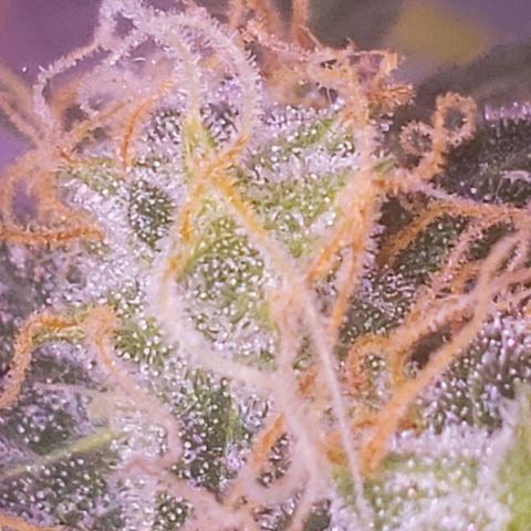 OG COOKIES - 01121 growlog photo: How to grow a Space Needle with fireworks, in your basement bathroom. ⚗