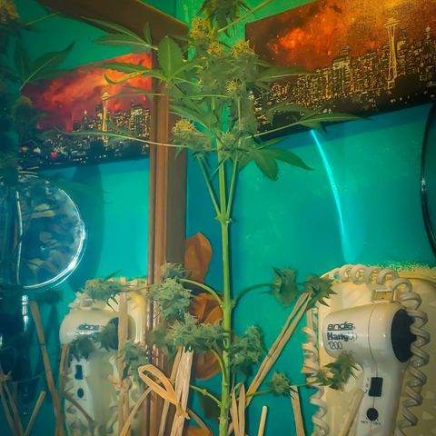 OG COOKIES - 01121 growlog photo: How to grow a Space Needle with fireworks, in your basement bathroom. ⚗