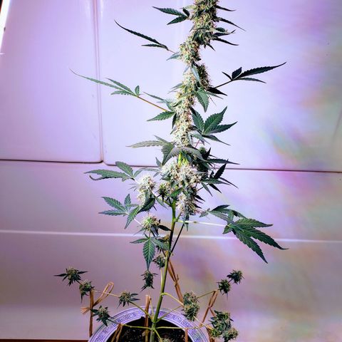 OG COOKIES - 01121 growlog timeline photo