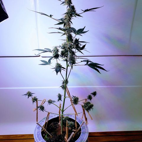 OG COOKIES - 01121 growlog timeline photo