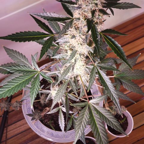OG COOKIES - 01121 growlog photo: Just a regular homegrow.