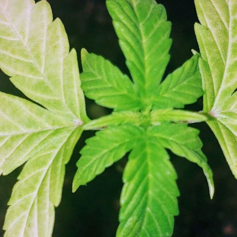 OG COOKIES - 022321 growlog timeline photo