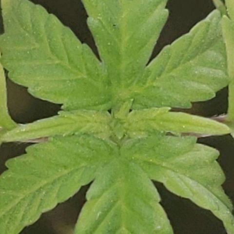 OG COOKIES - 022321 growlog timeline photo