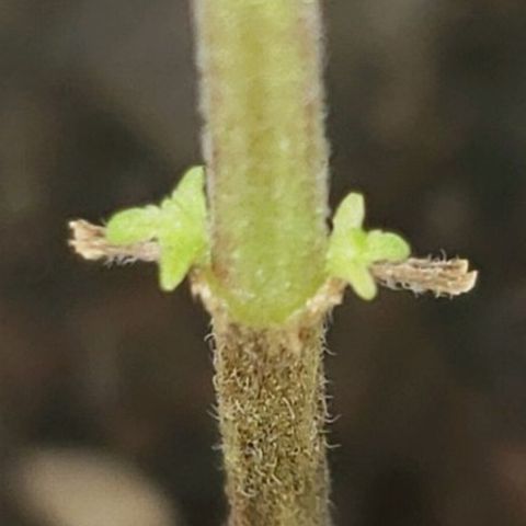 OG COOKIES - 022321 growlog timeline photo