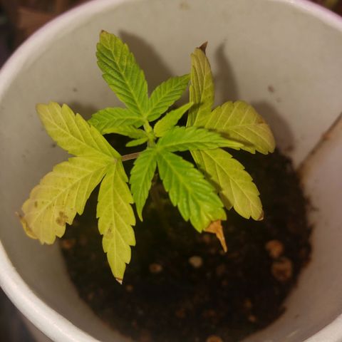 OG COOKIES - 022321 growlog photo: Been out of hydodome and tent for 24 hours and appears to be adequatly hydrating. Since ASA treatment and putting her in hydrodome tent, helped in improving her immune system, and to have really helped with removing nematode and root zone fungal infection. Abscission has ceased or at least has dramatically slowed, and her new growth is much greener. 