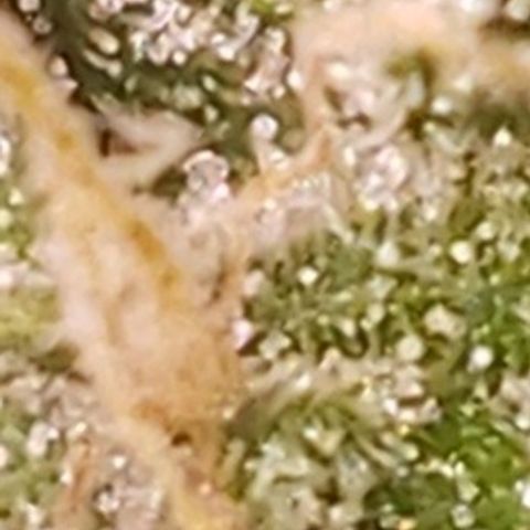 OG COOKIES - 01121 growlog photo: Still not ready. Two more weeks.