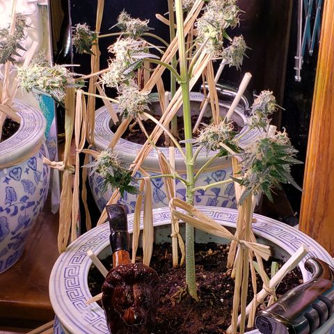 OG COOKIES - 01121 growlog photo: Like an ⏳hourglass. She's as fat on the top as she is on the bottom. 🎋 Getting close to harvest.