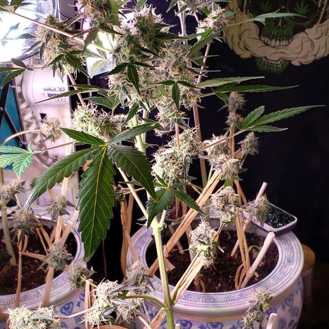 OG COOKIES - 01121 growlog photo: Like an ⏳hourglass. She's as fat on the top as she is on the bottom. 🎋 Getting close to harvest.