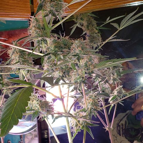 OG COOKIES - 01121 growlog photo: Like an ⏳hourglass. She's as fat on the top as she is on the bottom. 🎋 Getting close to harvest.