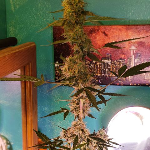OG COOKIES - 01121 growlog photo: Like an ⏳hourglass. She's as fat on the top as she is on the bottom. 🎋 Getting close to harvest.