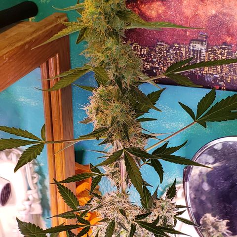 OG COOKIES - 01121 growlog photo: Like an ⏳hourglass. She's as fat on the top as she is on the bottom. 🎋 Getting close to harvest.
