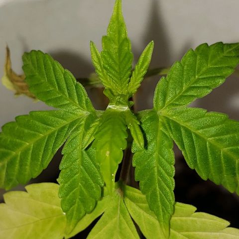 OG COOKIES - 022321 growlog photo: Seems to be doing much better. 
