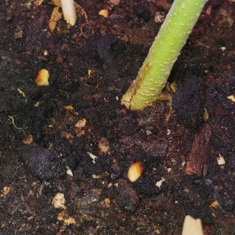 OG COOKIES - 01121 growlog photo: Burnt Frankincense Tea (Phosphorus) this morning, for perfectly dense nugs. 