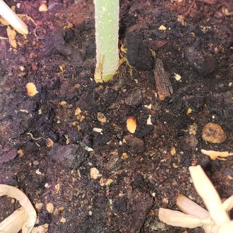 OG COOKIES - 01121 growlog photo: Burnt Frankincense Tea (Phosphorus) this morning, for perfectly dense nugs. 