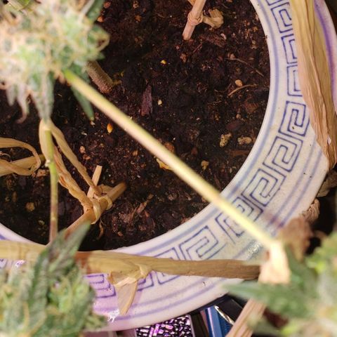 OG COOKIES - 01121 growlog photo: Burnt Frankincense Tea (Phosphorus) this morning, for perfectly dense nugs. 