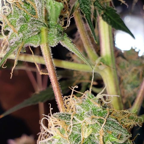 OG COOKIES - 01121 growlog photo: 2 more weeks to harvest and she's calling out every bee and insect with wings. My whole house smells like a Willie Nelson Farm. Loud... Loud...
