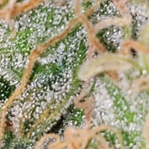 OG COOKIES - 01121 growlog photo: 2 more weeks to harvest and she's calling out every bee and insect with wings. My whole house smells like a Willie Nelson Farm. Loud... Loud...