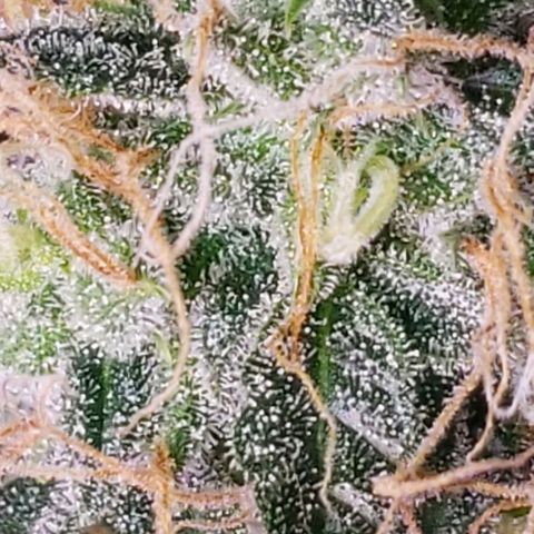 OG COOKIES - 01121 growlog photo: 2 more weeks to harvest and she's calling out every bee and insect with wings. My whole house smells like a Willie Nelson Farm. Loud... Loud...