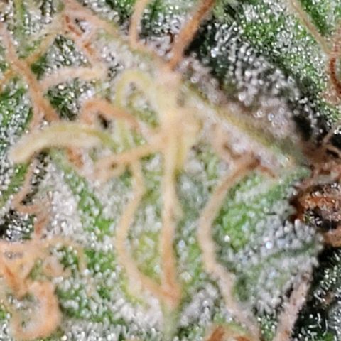 OG COOKIES - 01121 growlog photo: 2 more weeks to harvest and she's calling out every bee and insect with wings. My whole house smells like a Willie Nelson Farm. Loud... Loud...