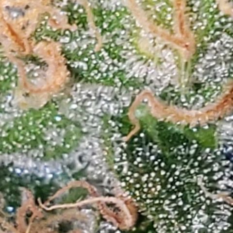OG COOKIES - 01121 growlog photo: 2 more weeks to harvest and she's calling out every bee and insect with wings. My whole house smells like a Willie Nelson Farm. Loud... Loud...