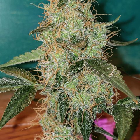 OG COOKIES - 01121 growlog photo: 2 more weeks to harvest and she's calling out every bee and insect with wings. My whole house smells like a Willie Nelson Farm. Loud... Loud...