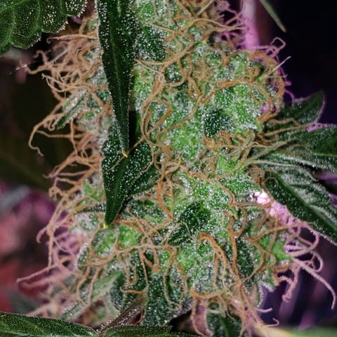OG COOKIES - 01121 growlog photo: 2 more weeks to harvest and she's calling out every bee and insect with wings. My whole house smells like a Willie Nelson Farm. Loud... Loud...