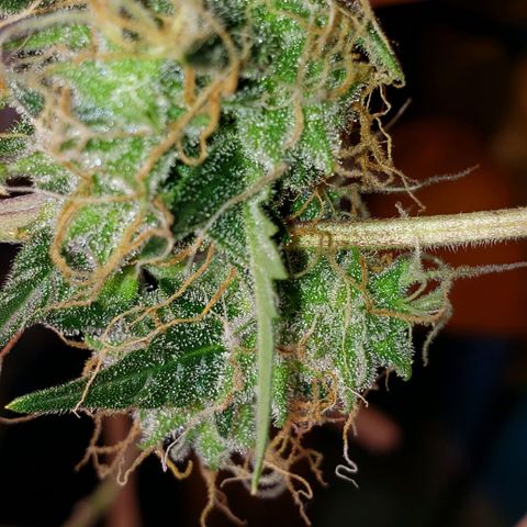 OG COOKIES - 01121 growlog photo: 2 more weeks to harvest and she's calling out every bee and insect with wings. My whole house smells like a Willie Nelson Farm. Loud... Loud...