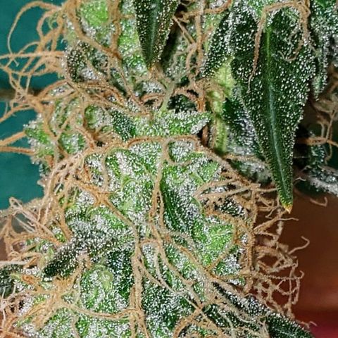 OG COOKIES - 01121 growlog photo: 2 more weeks to harvest and she's calling out every bee and insect with wings. My whole house smells like a Willie Nelson Farm. Loud... Loud...