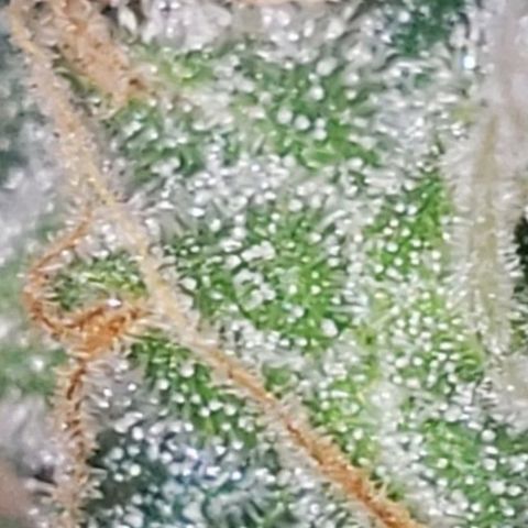 OG COOKIES - 01121 growlog photo: Cloudy Trichomes and 13 days left. 