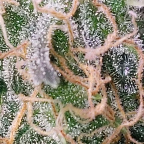 OG COOKIES - 01121 growlog photo: Cloudy Trichomes and 13 days left. 