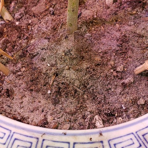 OG COOKIES - 01121 growlog photo: Burnt Frankincense and wood (Phosphorus) Tea sprayed with Seattle Rain, for breakfast.