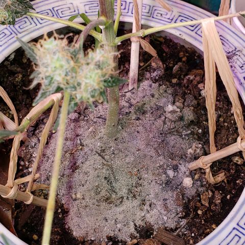 OG COOKIES - 01121 growlog photo: Burnt Frankincense and wood (Phosphorus) Tea sprayed with Seattle Rain, for breakfast.