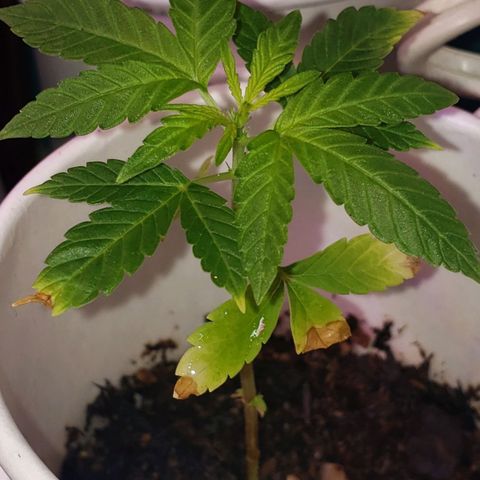OG COOKIES - 022321 growlog timeline photo
