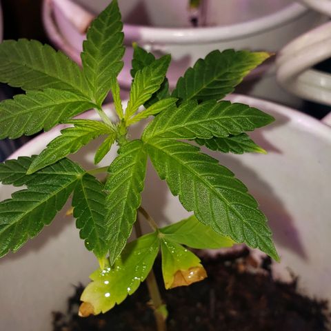 OG COOKIES - 022321 growlog timeline photo