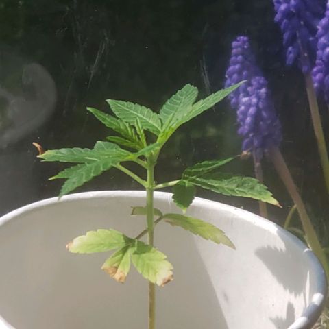 OG COOKIES - 022321 growlog photo: Direct Sunlight.