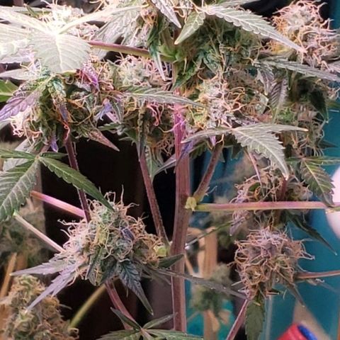 OG COOKIES - 01121 growlog photo: Becoming more cloudy to white. Countdown to harvest has begun. Hope she taste as good as she looks. 