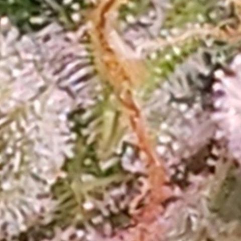 OG COOKIES - 01121 growlog photo: Becoming more cloudy to white. Countdown to harvest has begun. Hope she taste as good as she looks. 