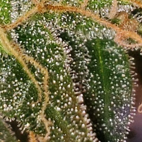 OG COOKIES - 01121 growlog photo: Becoming more cloudy to white. Countdown to harvest has begun. Hope she taste as good as she looks. 