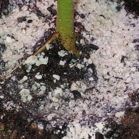 OG COOKIES - 01121 growlog photo: Egusi for breakfast to grow fat dense buds.