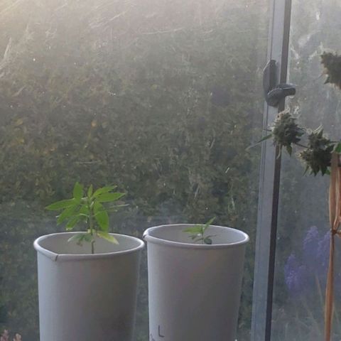 OG COOKIES - 022321 growlog timeline photo