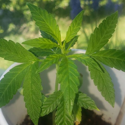 OG COOKIES - 022321 growlog photo: She's definitely back to vibrant and healthy. 