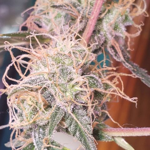 OG COOKIES - 01121 growlog photo: She sure loves Egusi... She has my whole house smelling like sticky sweet honey.