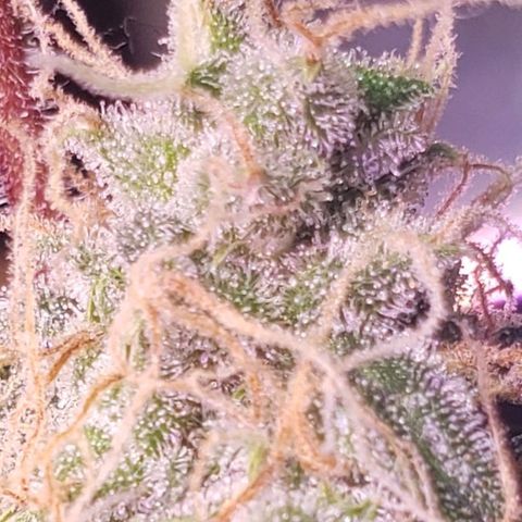OG COOKIES - 01121 growlog photo: She sure loves Egusi... She has my whole house smelling like sticky sweet honey.