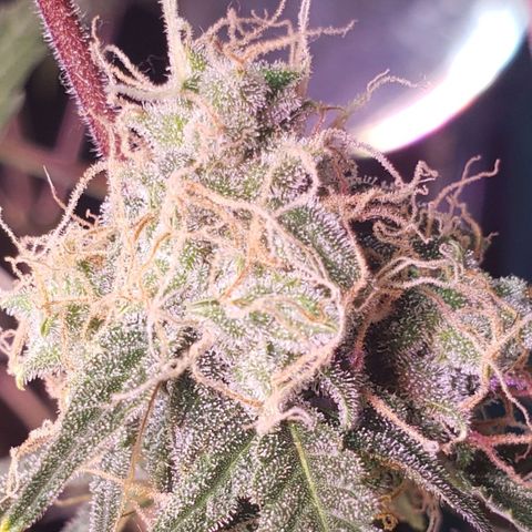 OG COOKIES - 01121 growlog photo: She sure loves Egusi... She has my whole house smelling like sticky sweet honey.