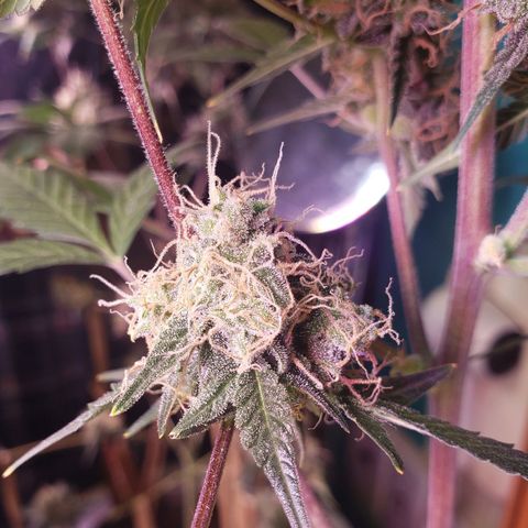 OG COOKIES - 01121 growlog photo: She sure loves Egusi... She has my whole house smelling like sticky sweet honey.