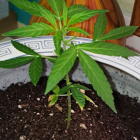 OG COOKIES - 022321 growlog photo: Transplant.