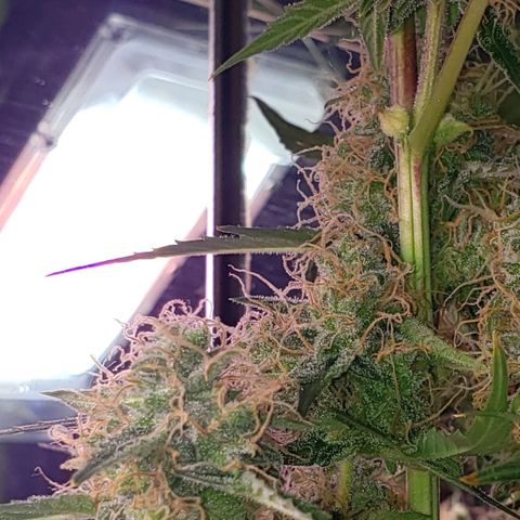 OG COOKIES - 01121 growlog photo: Amazing what 150 Watt LED can grow. 