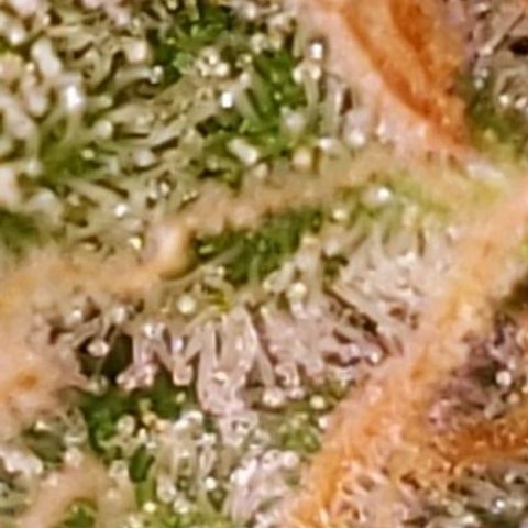 OG COOKIES - 01121 growlog photo: Amber Trichome Review: Still not ripe. 